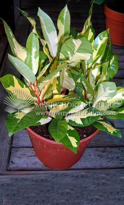 Codiaeum var 'Golden coin'